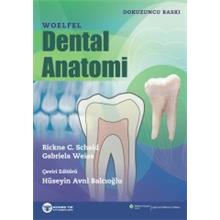 Woelfel Dental Anatomi